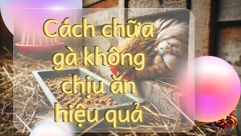 Bật mí cách chữa gà không chịu ăn (biếng ăn) nhanh chóng