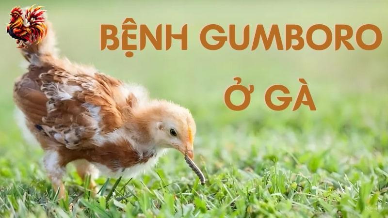 Bệnh Gumboro ở gà là gì? Xử lý gà bị bệnh Gumboro ra sao?