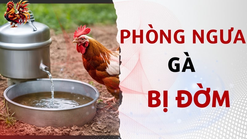 Bí quyết phòng ngừa gà bị đờm