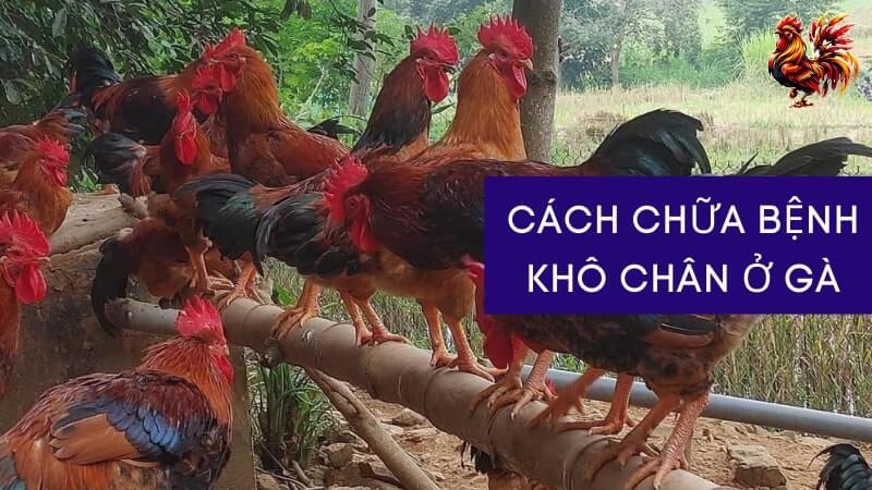 Cách đánh bay bệnh khô chân ở gà hiệu quả