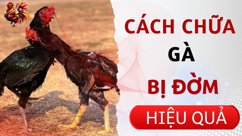 Cách chữa cho gà bị đờm nhanh chóng từ các chuyên gia