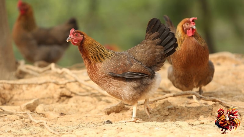 Cách phòng tránh gà không chịu ăn, biếng ăn