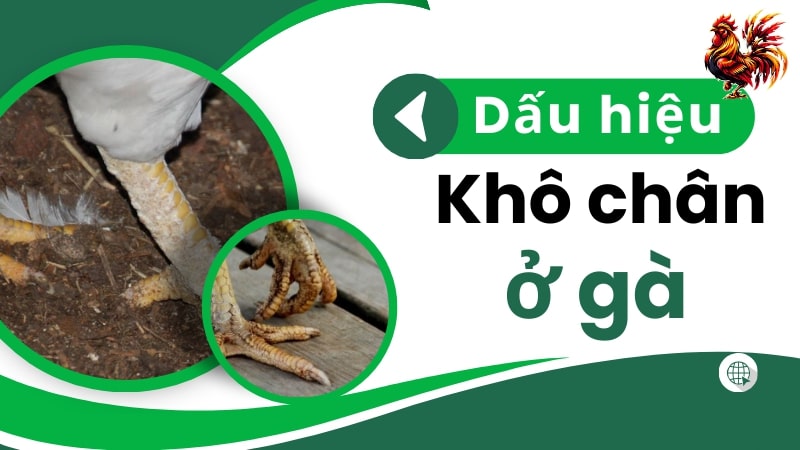 Dấu hiệu cảnh báo gà bị khô chân