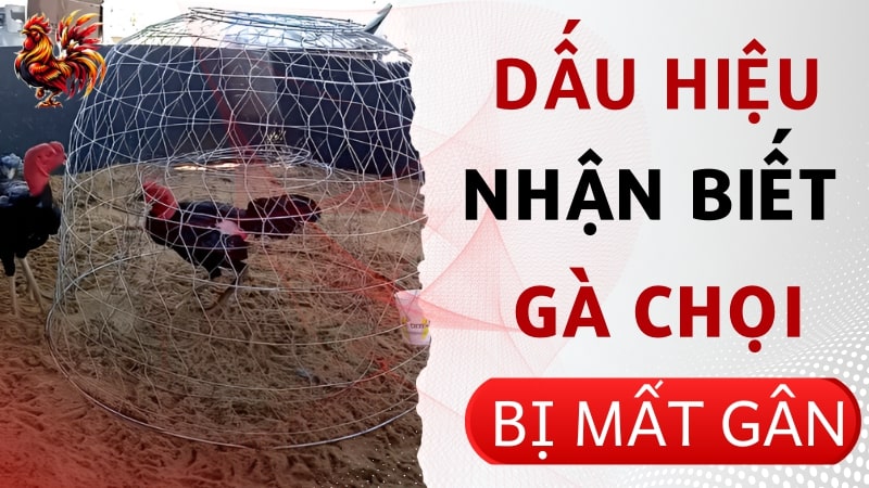 Dấu hiệu nhận biết sớm gà chọi bị mất gân