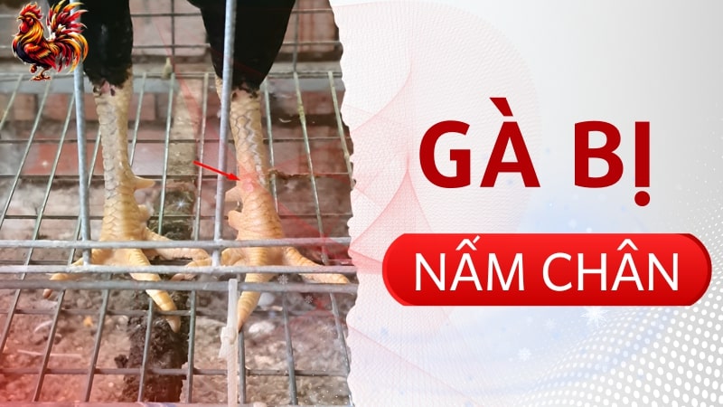 Gà bị nấm chân là gì?