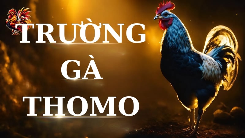 Trường gà Thomo - Nơi thỏa mãn đam mê cho các tay chơi gà