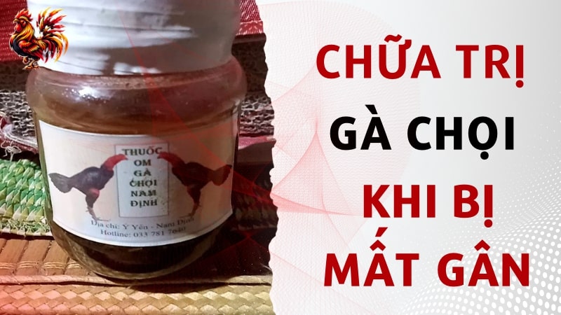 Nguyên nhân và cách chữa gà chọi bị mất gân chi tiết nhất