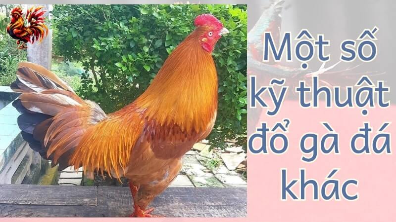 Một số kỹ thuật đổ gà đá khác