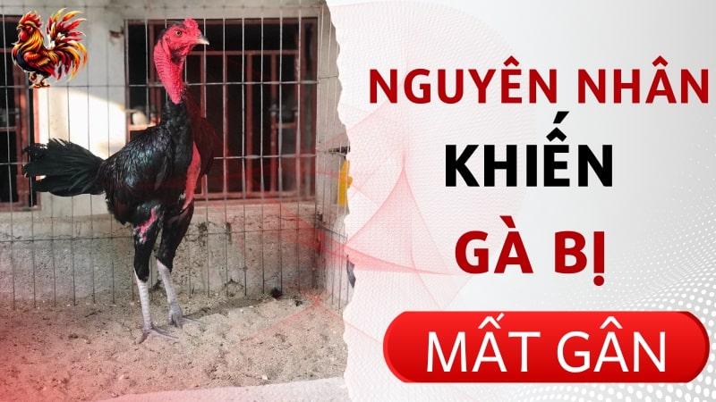 Nguyên nhân khiến gà chọi bị mất gân