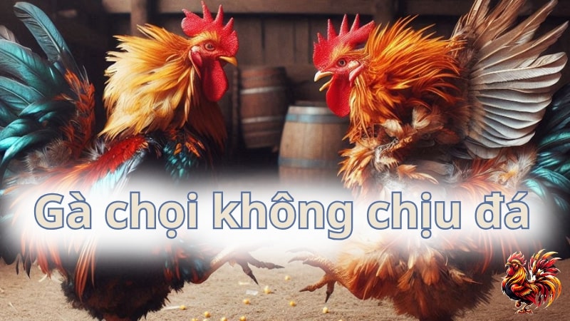 Lý do vì sao gà chọi không chịu đá và cách khắc phục