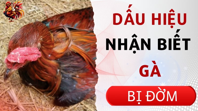 Nguyên nhân và dấu hiệu nhận biết gà bị đờm