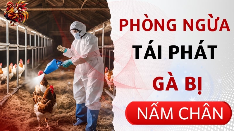 Cách điều trị tình trạng gà bị nấm chân không sợ tái phát