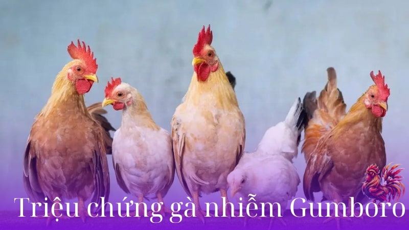 Triệu chứng gà nhiễm Gumboro