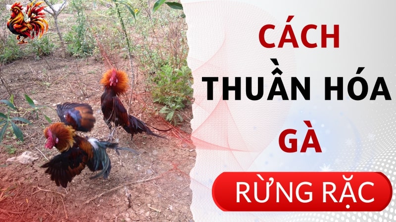 02 Cách thuần hóa gà rừng hiệu quả