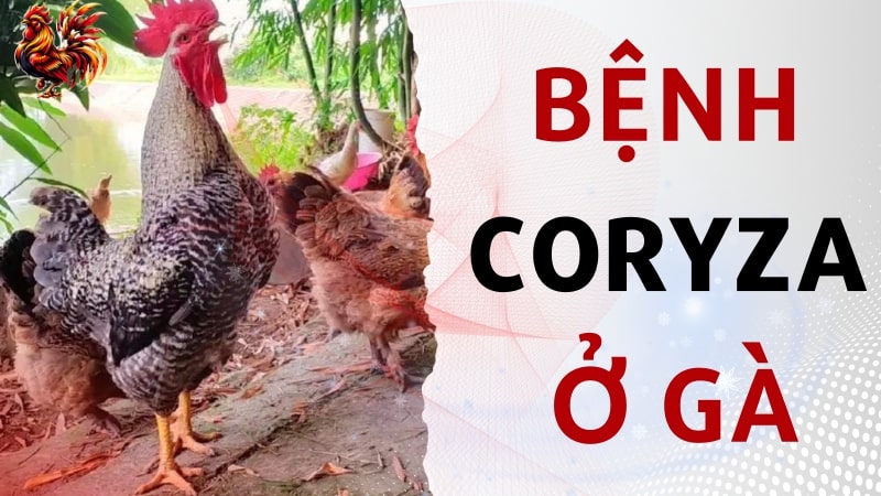 Bệnh coryza ở gà - Nguyên nhân và cách điều trị an toàn