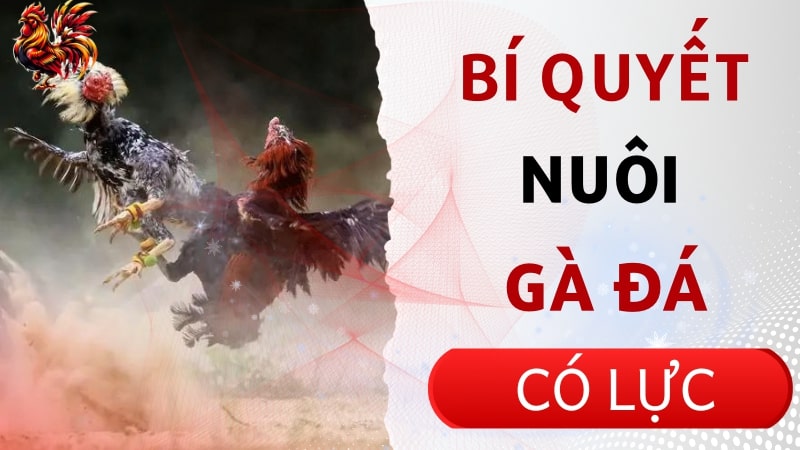 Cách nuôi gà đá có lực tạo ra chiến kê bất bại trên sàn đấu