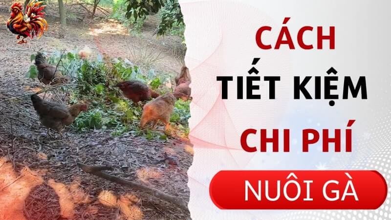 Bí quyết tiết kiệm chi phí nuôi 100 con gà