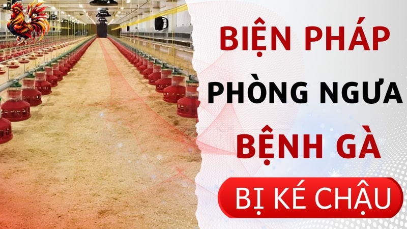 Biện pháp phòng ngừa bệnh gà bị ké chậu