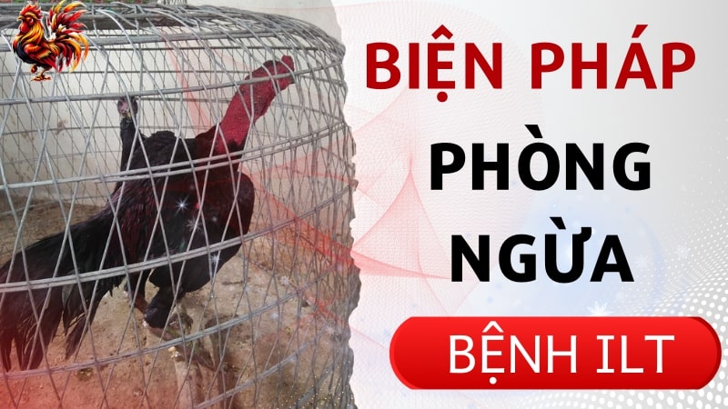 Biện pháp phòng ngừa hiệu quả cho bệnh ILT trên gà