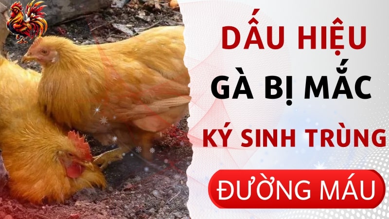 Biểu hiện rõ khi gà bị mắc ký sinh trùng đường máu