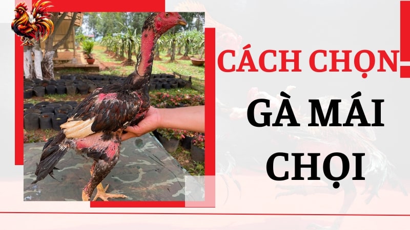 Các chuyên gia chia sẻ cách chọn gà mái chọi