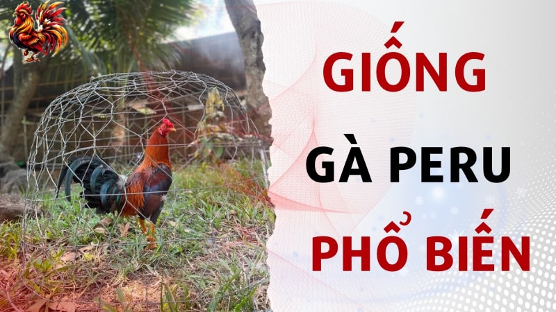 Các giống gà Peru phổ biến hiện nay