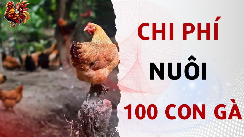 Tổng chi phí nuôi 100 con gà bao nhiêu? Bí quyết tiết kiệm chi phí