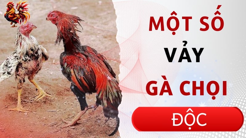 Các loại vảy độc và quý hiếm ở gà chọi