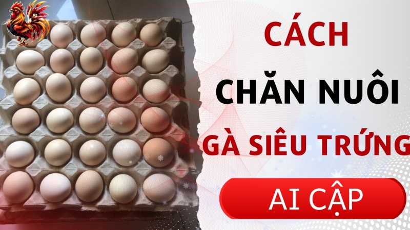 Cách chăn nuôi gà siêu trứng Ai Cập