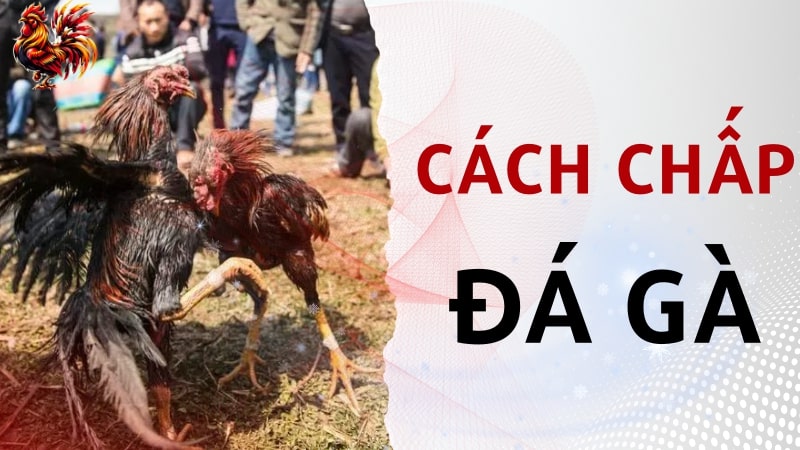 Cách chấp cựa đá gà