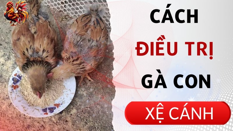 Bí quyết cứu cánh cho gà con bị xệ cánh từ chuyên gia