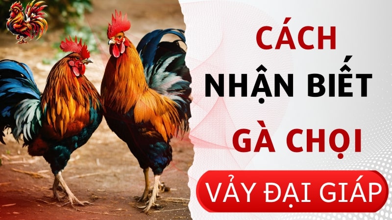 Bí quyết xem vảy Đại Giáp để lựa chọn chiến kê bất bại