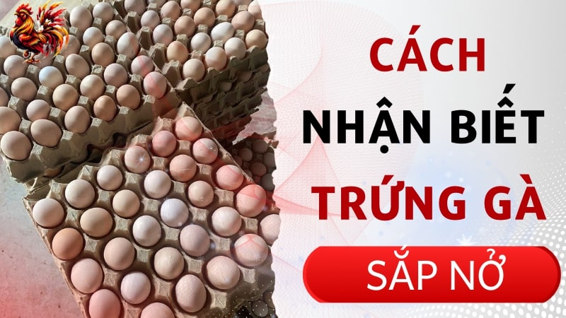 Cách nhận biết trứng gà sắp nở