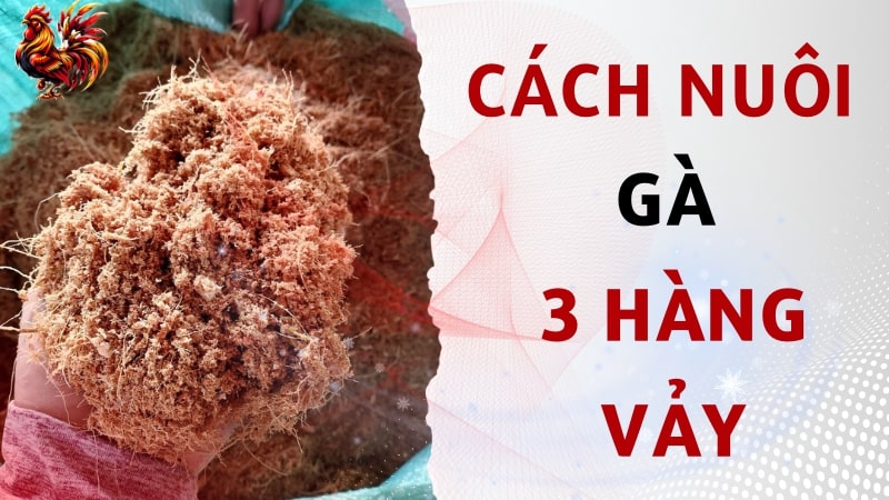 Cách nuôi gà 3 hàng vảy dành cho các sư kê