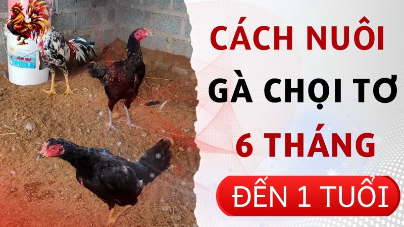 Chia sẻ cách nuôi gà chọi tơ 6 tháng - 1 tuổi khỏe mạnh