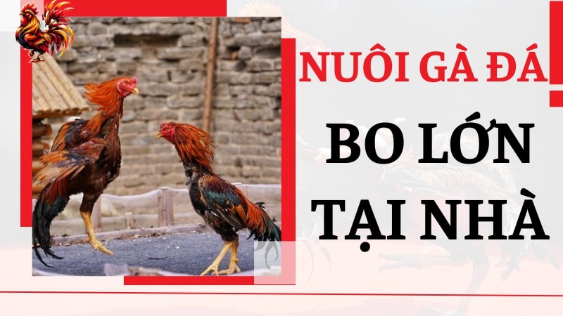 Cách nuôi gà đá bo lớn tại nhà đơn giản