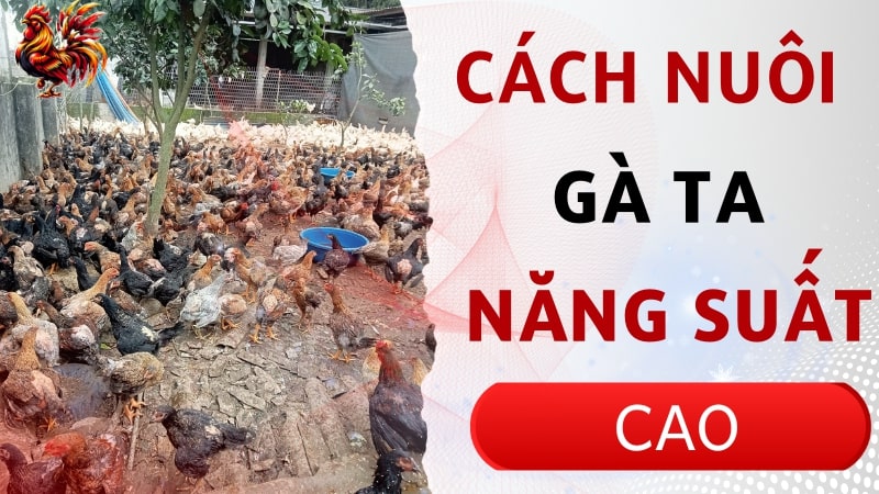 Cách nuôi gà ta mang lại năng suất cao