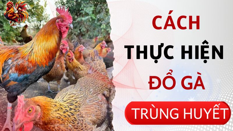 Cách thực hiện đổ gà trùng huyết một cách hiệu quả