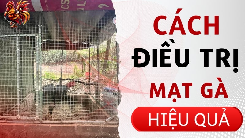 Cách trị mạt gà hiệu quả tại nhà dứt điểm