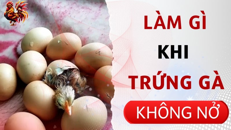 Cần làm gì khi ấp trứng đủ ngày mà gà không nở?