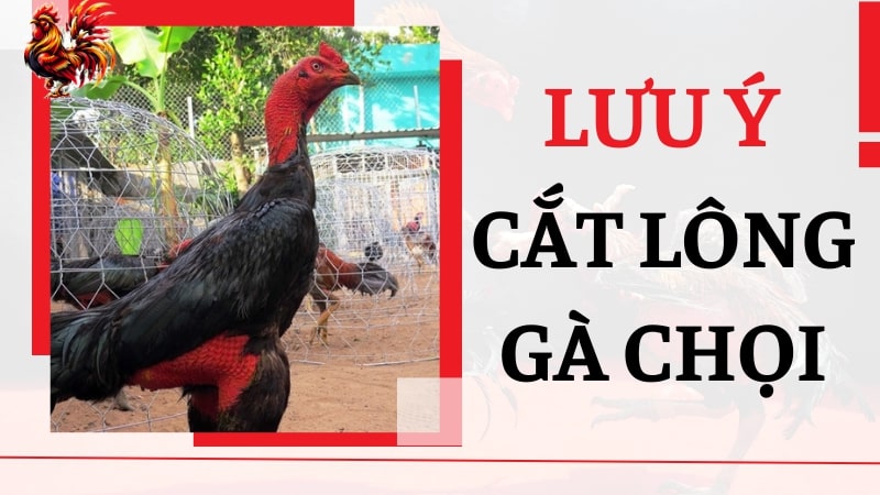 Cắt lông gà chọi đẹp cần lưu ý gì?