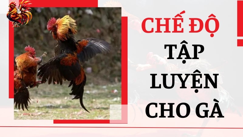 Chế độ luyện tập