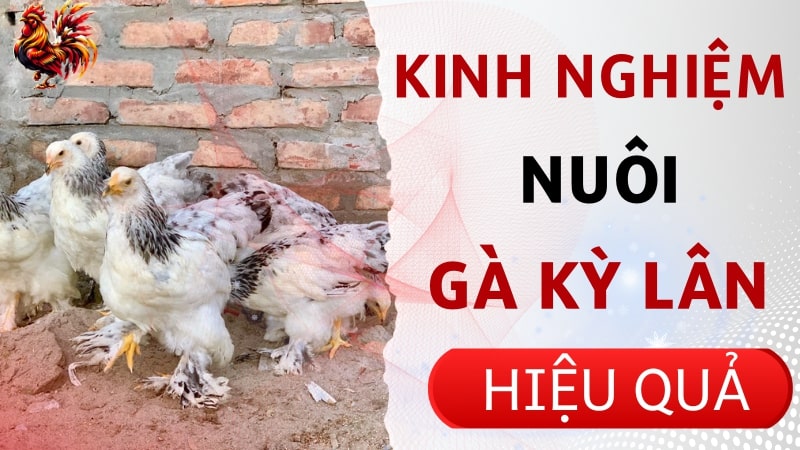 Chia sẻ kinh nghiệm nuôi gà Kỳ Lân hiệu quả