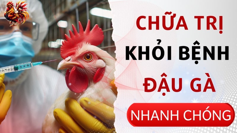 Bệnh đậu gà là gì? Phương pháp phòng tránh hiệu quả