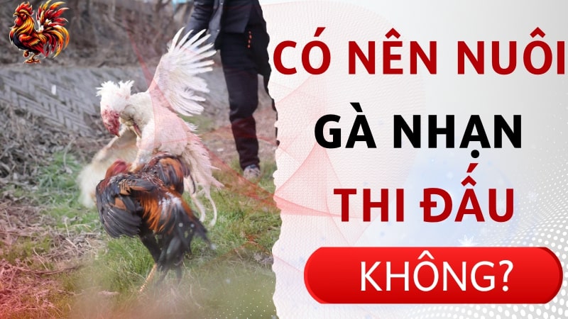 Có nên nuôi gà nhạn để thi đấu không?