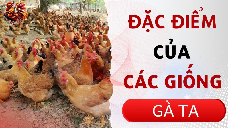 Đặc điểm của các giống gà ta hiện nay và cách nuôi hiệu quả