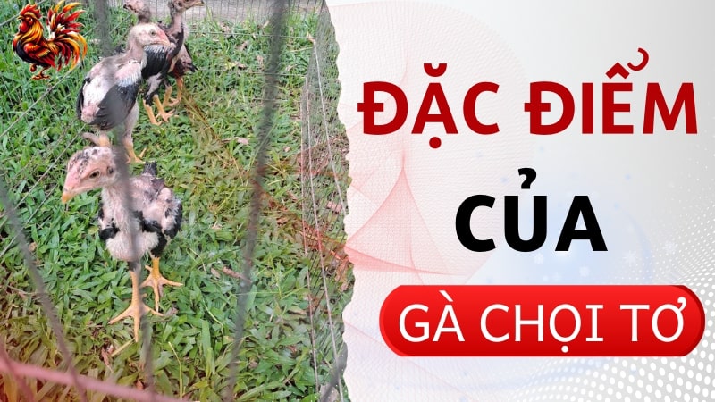 Đặc điểm của gà chọi tơ