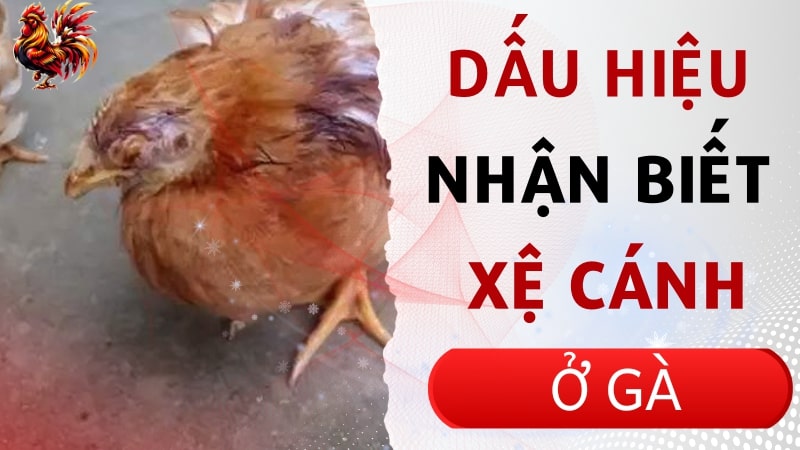 Dấu hiệu nhận biết bệnh xệ cánh ở gà con