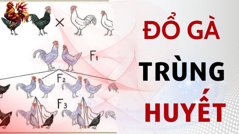 Đổ gà trùng huyết là gì? Gà trùng huyết có thể thi đấu không?