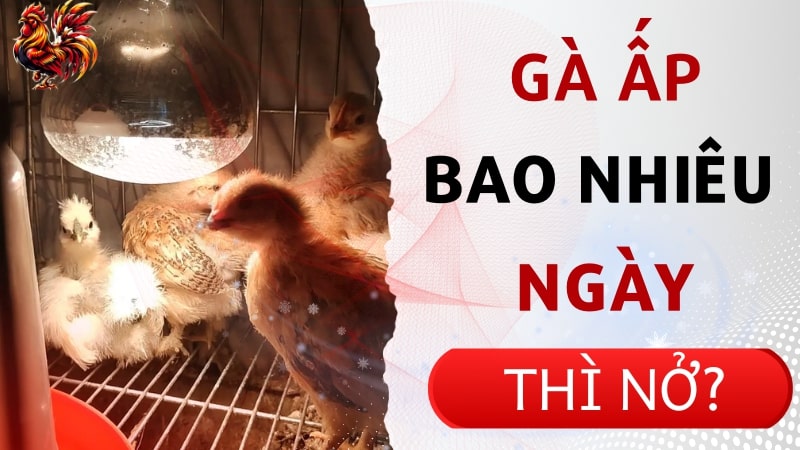 Gà ấp bao nhiêu ngày thì nở? Bí quyết ấp trứng gà thành công